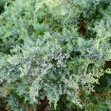 Foto von Strauch-Wacholder 'Grey Owl' (Juniperus virgiana 'Grey Owl')
