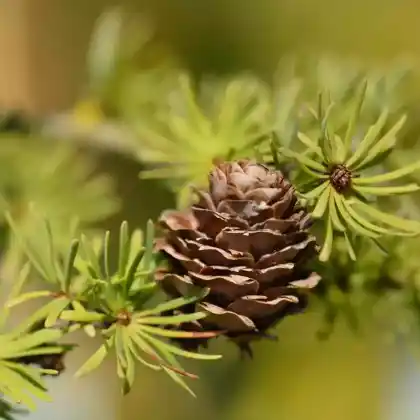 Foto von Japanische Lärche Diana' (Larix kaempferi 'Diana')