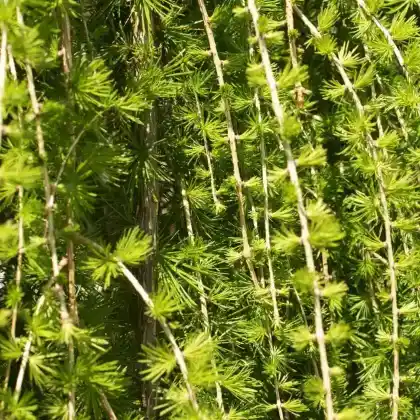 Foto von Japanische Hänge-Lärche 'Pendula' (Larix kaempferi 'Pendula')