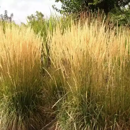 Foto von Sandrohr 'Karl Foerster' (Calamagrostis x acutiflora 'Karl Foerster')