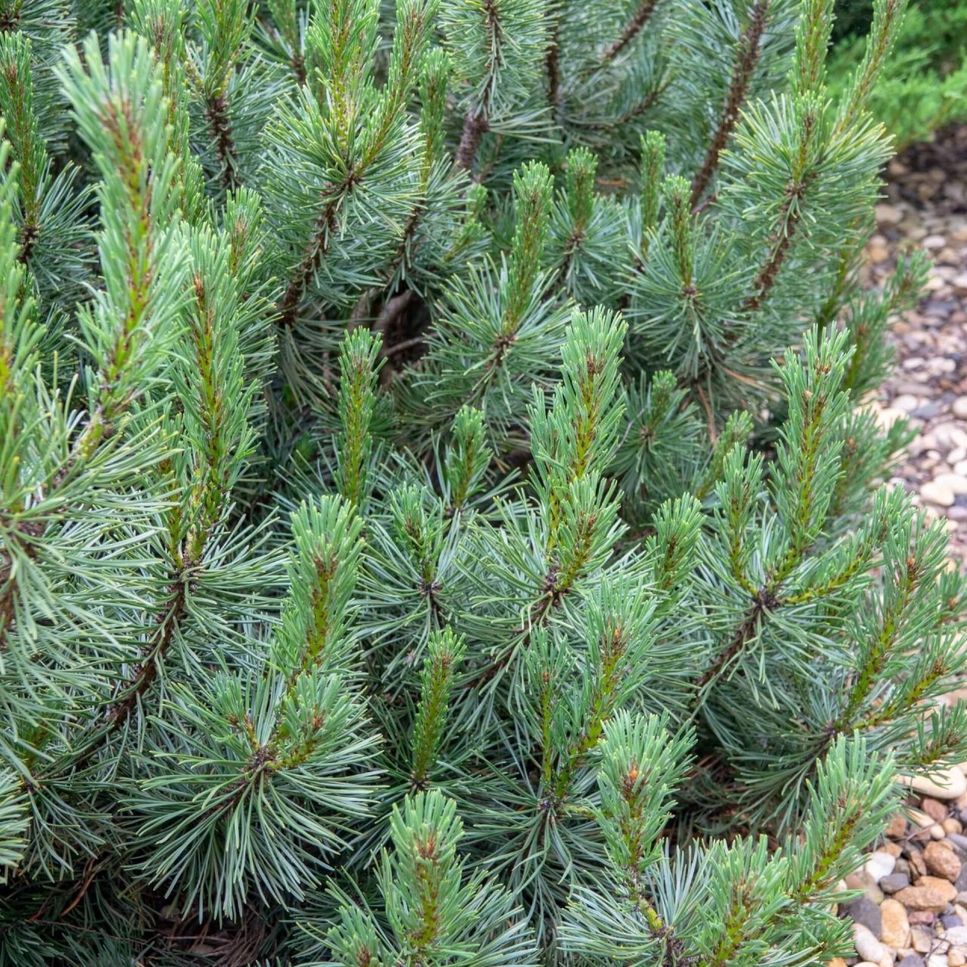 Nestfichte 'Little Gem' (Picea abies 'Little Gem')