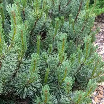 Foto von Nestfichte 'Little Gem' (Picea abies 'Little Gem')