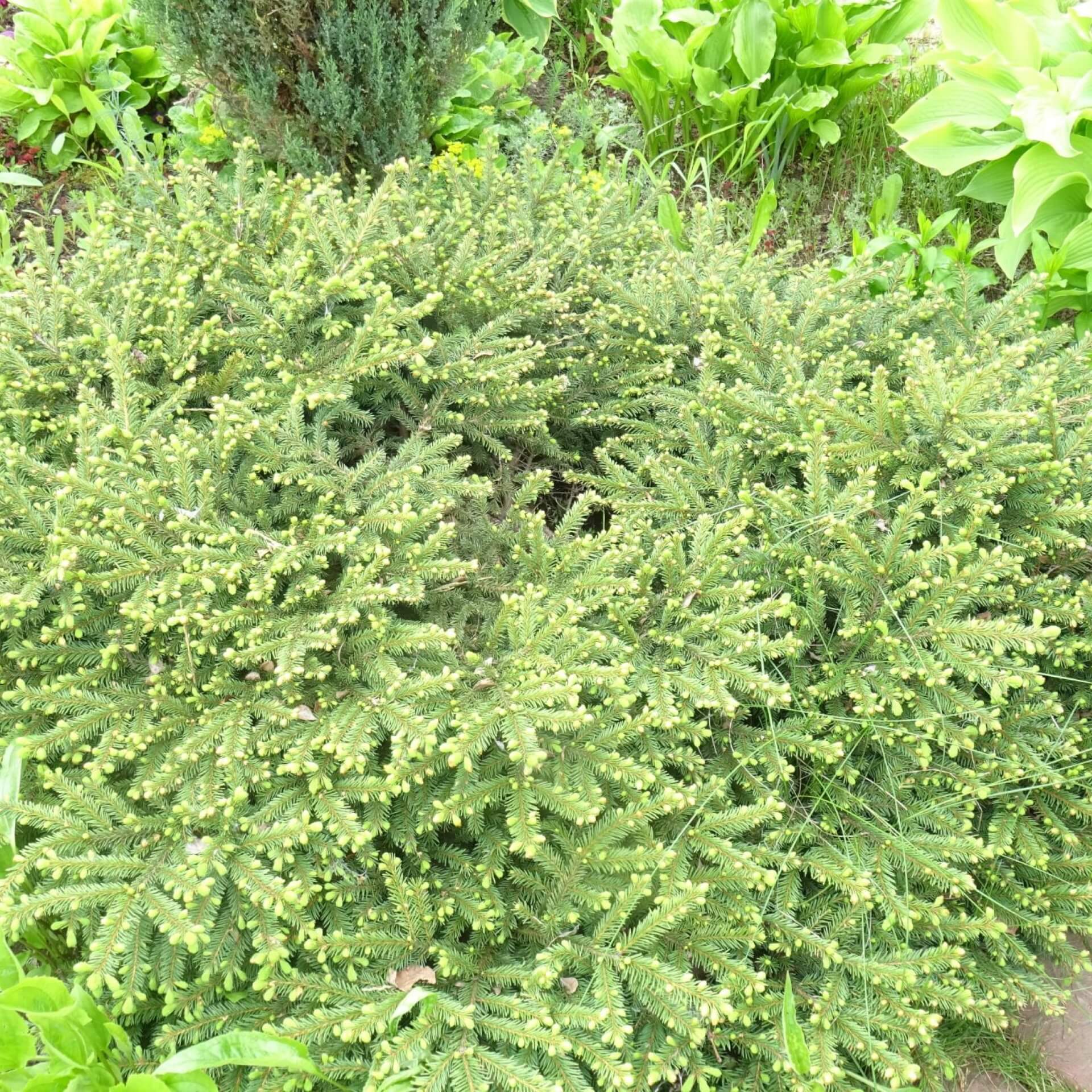 Blaue Pummelfichte 'Glauca' (Picea abies 'Pumila Glauca')