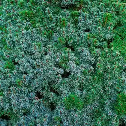 Foto von Fichte 'Sanders Blue' (Picea glauca 'Sanders Blue')