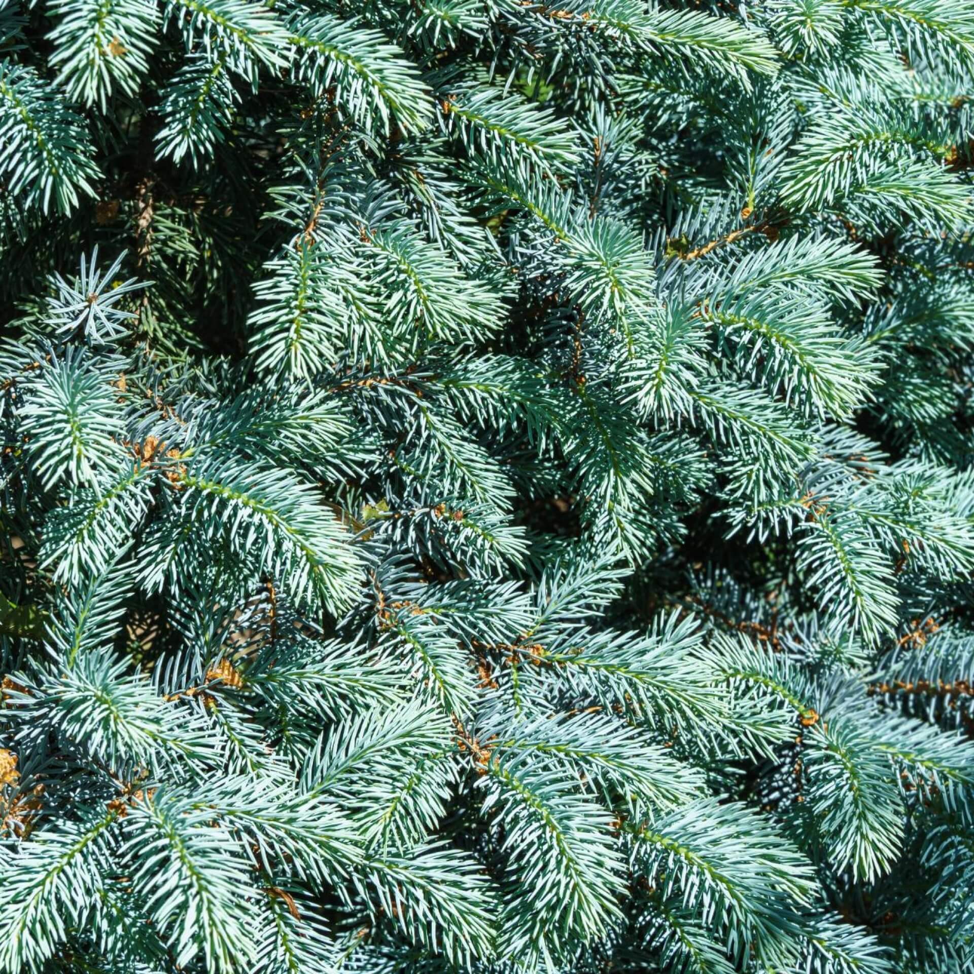 Silber-Fichte 'Hoopsii' (Picea pungens 'Hoopsii')