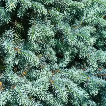Foto von Silber-Fichte 'Hoopsii' (Picea pungens 'Hoopsii')