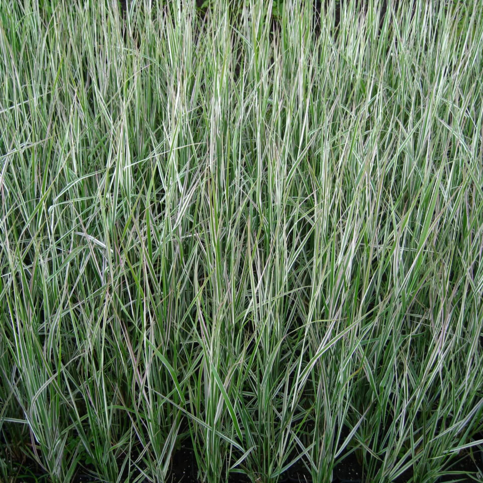 Reitgras 'Overdam' (Calamagrostis x acutiflora 'Overdam')