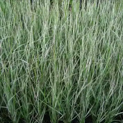 Foto von Reitgras 'Overdam' (Calamagrostis x acutiflora 'Overdam')
