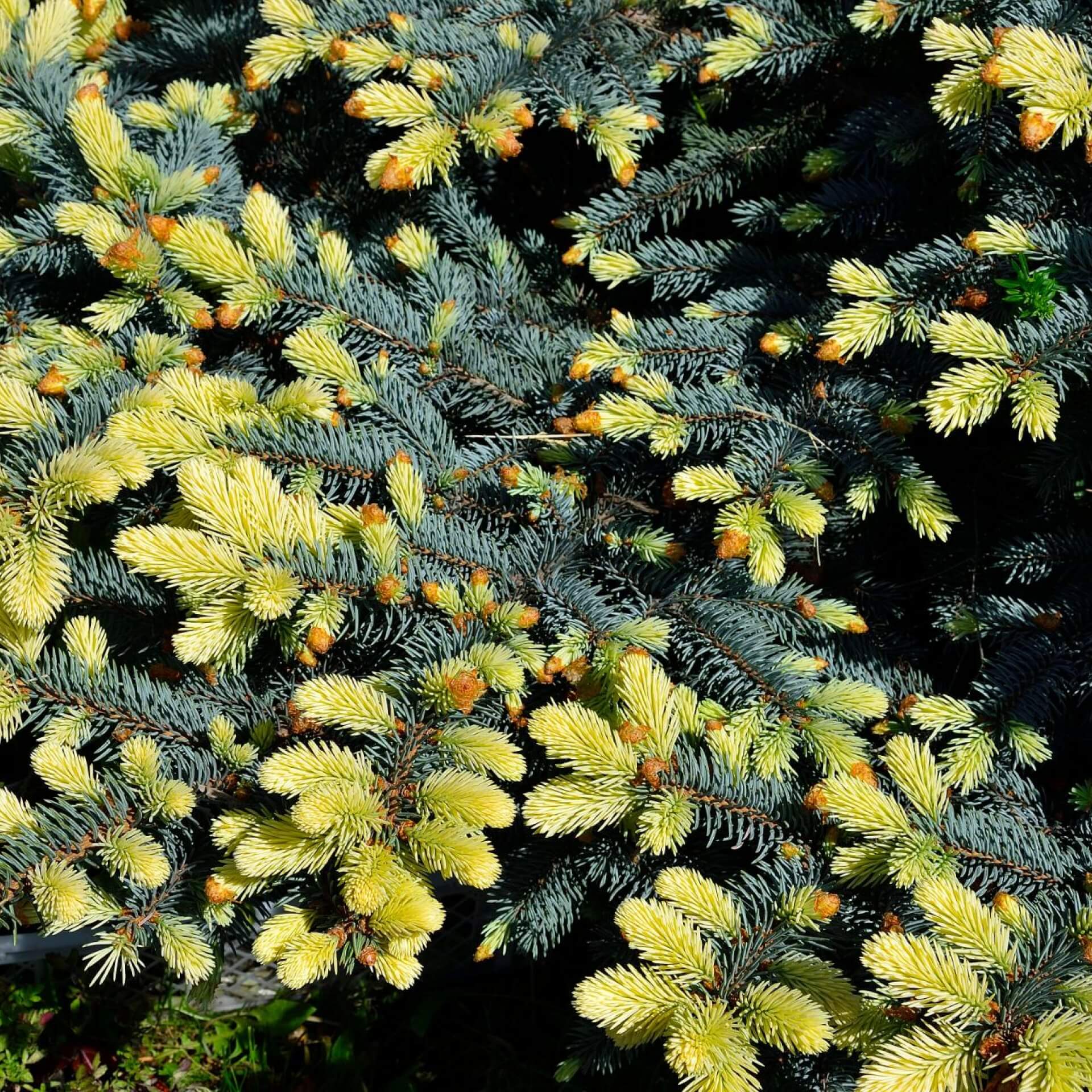 Stechfichte 'Maigold' (Picea pungens 'Maigold')