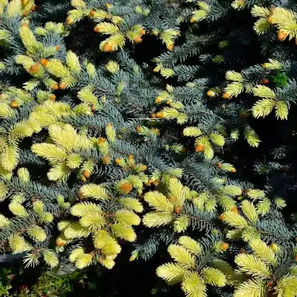 Foto von Stechfichte 'Maigold' (Picea pungens 'Maigold')