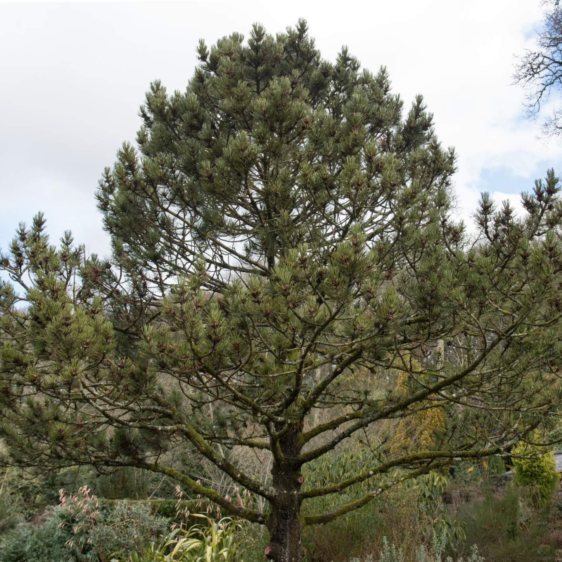 Zwerg-Schlangenhautkiefer 'Compakt Gem' (Pinus heldreichii 'Compakt Gem')