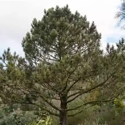 Foto von Zwerg-Schlangenhautkiefer 'Compakt Gem' (Pinus heldreichii 'Compakt Gem')