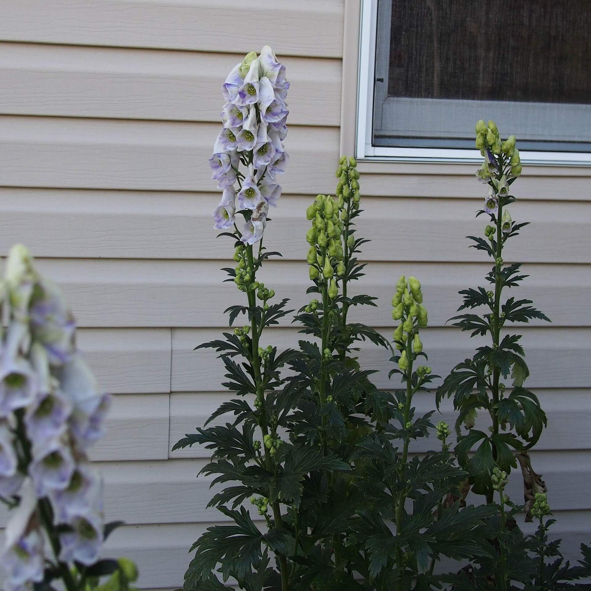 Herbst-Eisenhut 'Cloudy' (Aconitum carmichaelii 'Cloudy')