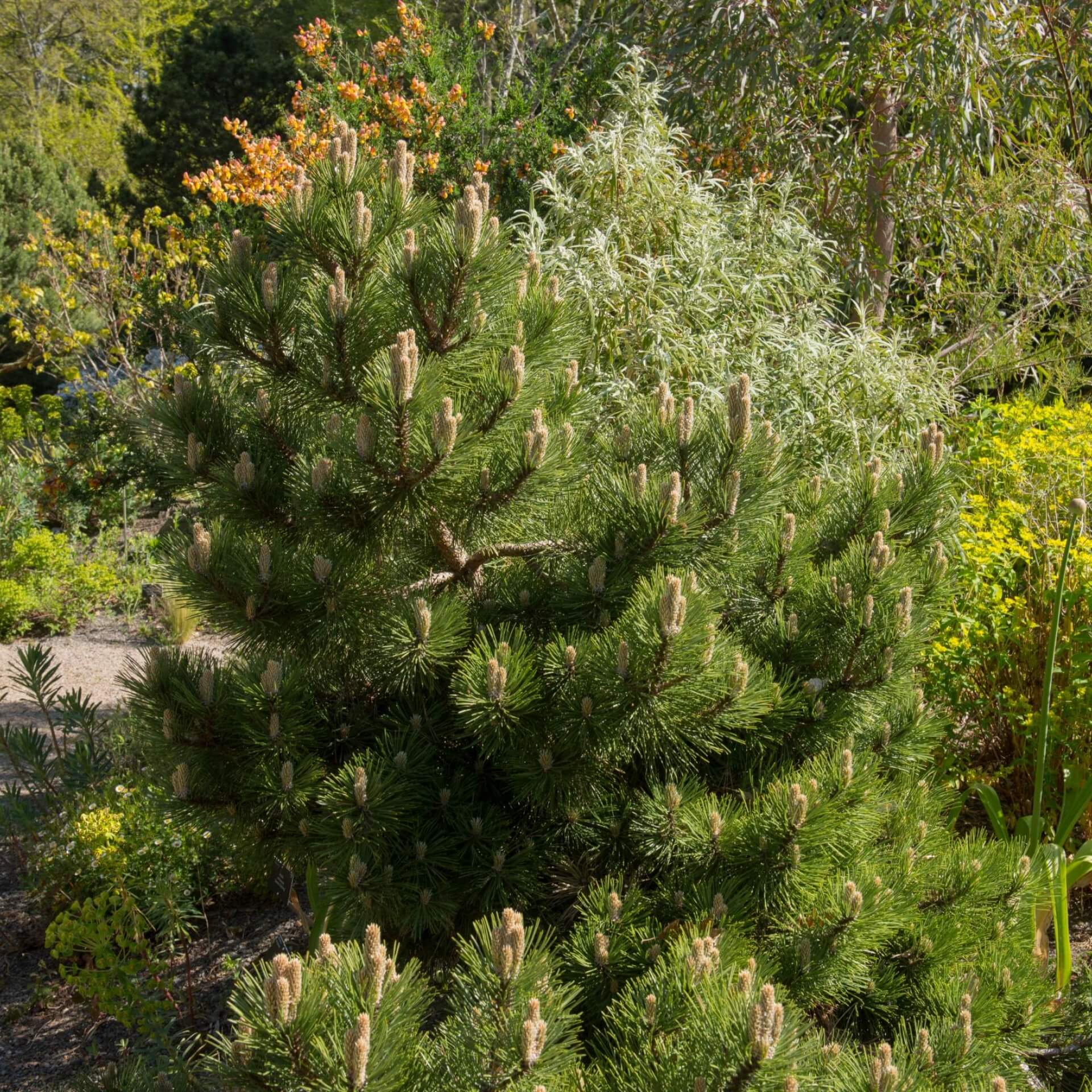 Schwarzkiefer 'Helga' (Pinus nigra 'Helga')