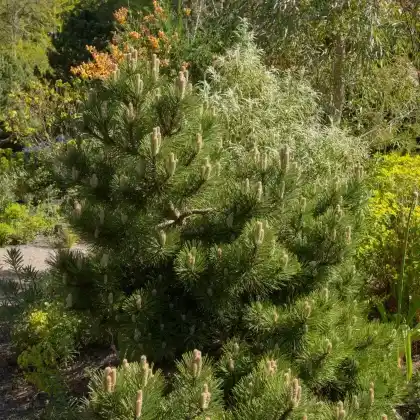 Foto von Schwarzkiefer 'Helga' (Pinus nigra 'Helga')