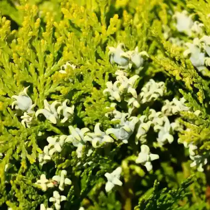 Foto von Gelber Zwerg-Lebensbaum 'Aurea Nana' (Platycladus orientalis 'Aurea Nana')