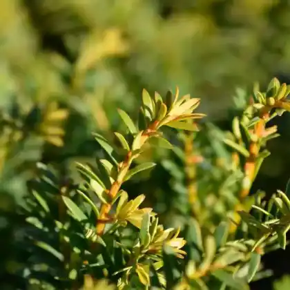 Foto von Goldene Straucheibe 'Semperaurea' (Taxus baccata 'Semperaurea')