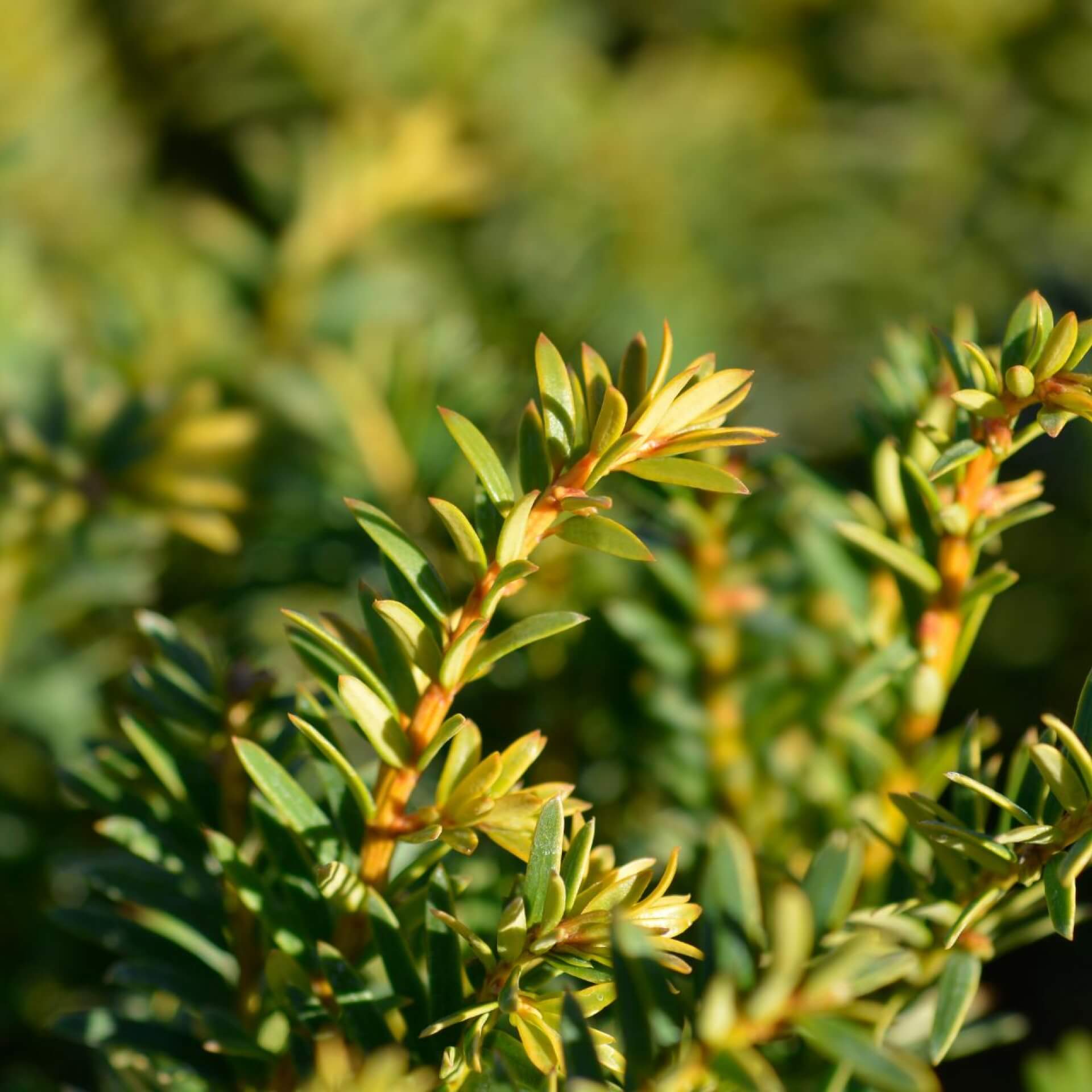 Goldene Straucheibe 'Semperaurea' / Taxus baccata 'Semperaurea'