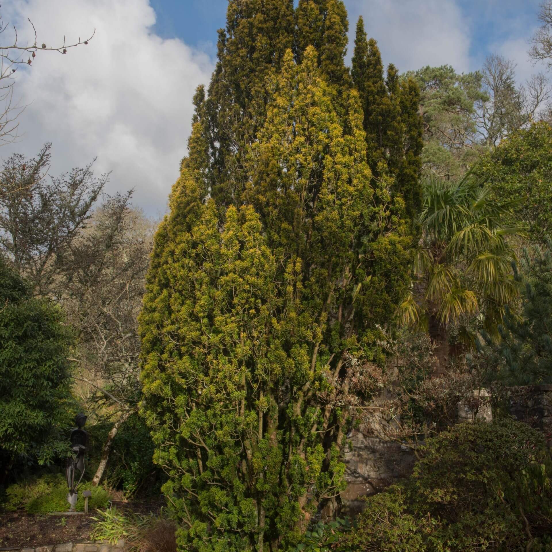 Gelbe Säuleneibe 'Standishii' (Taxus baccata 'Standishii')