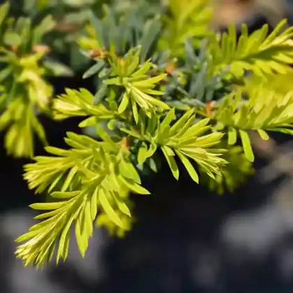 Foto von Eibe 'Summergold' (Taxus baccata 'Summergold')