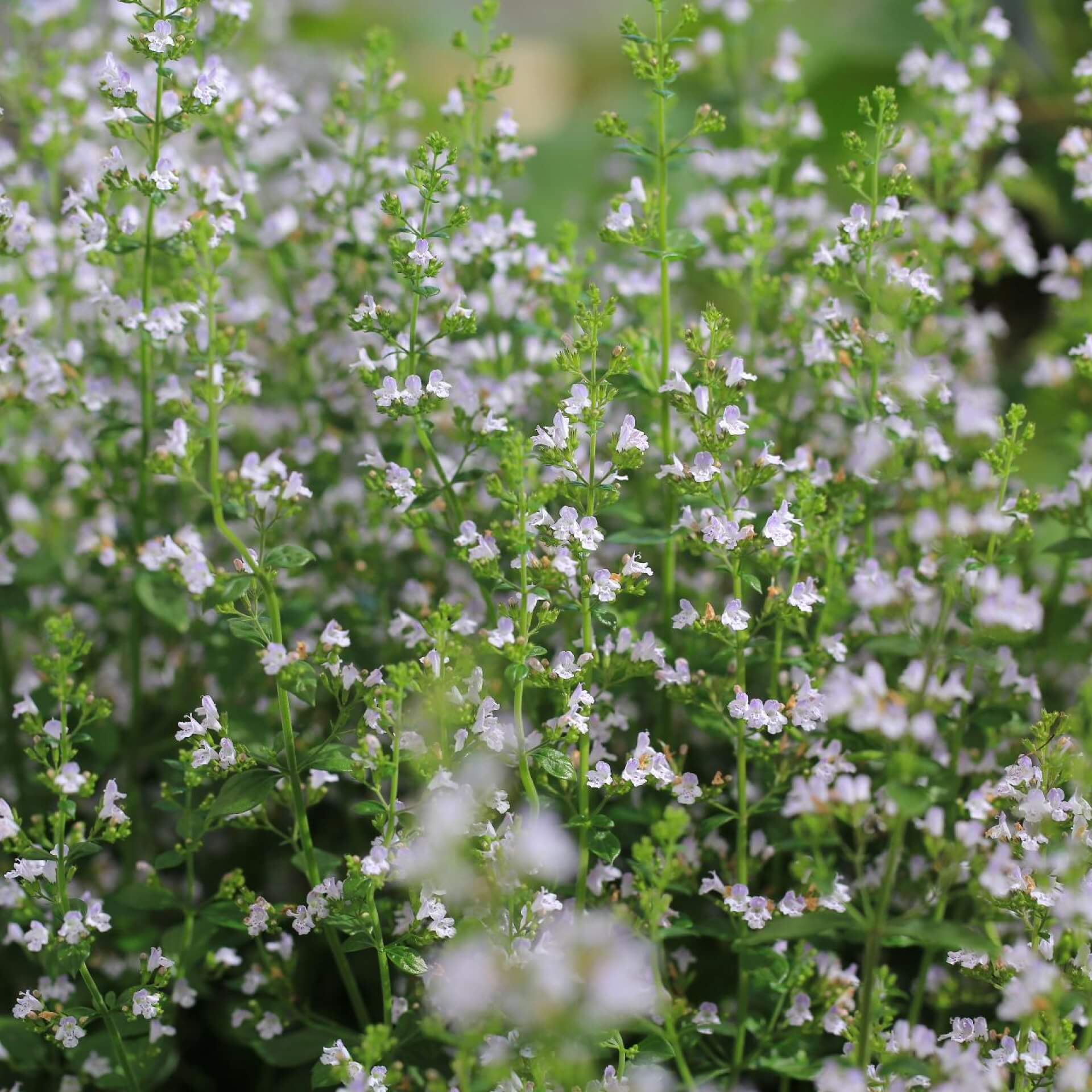 Kleinblütige Bergminze (Calamintha nepeta)