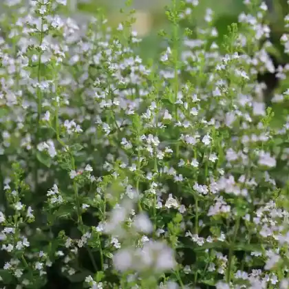Foto von Kleinblütige Bergminze (Calamintha nepeta)