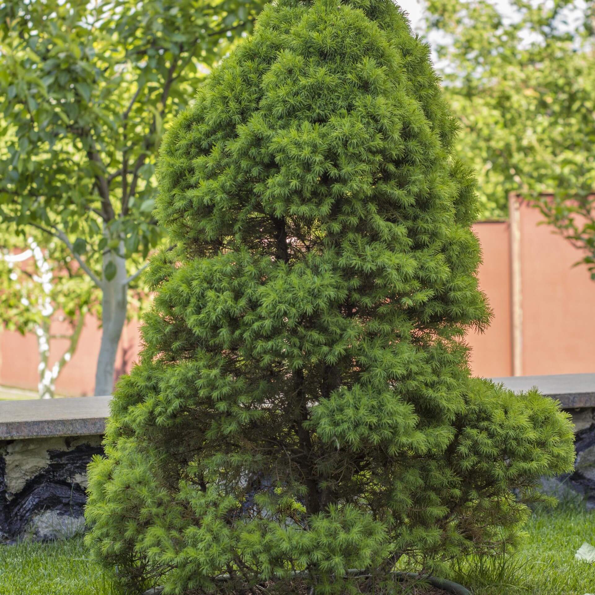 Lebensbaum 'Brabant' (Thuja occidentalis 'Brabant')