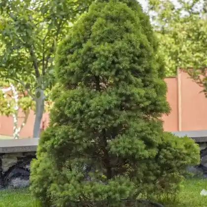 Foto von Lebensbaum 'Brabant' (Thuja occidentalis 'Brabant')
