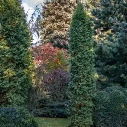 Foto von Säulen-Lebensbaum 'Columna' (Thuja occidentalis 'Columna')