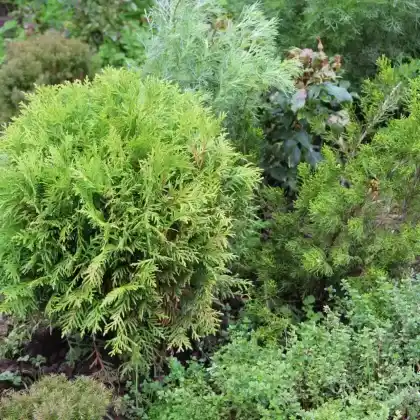 Foto von Zwergiger Kugel-Lebensbaum 'Danica' (Thuja occidentalis 'Danica')