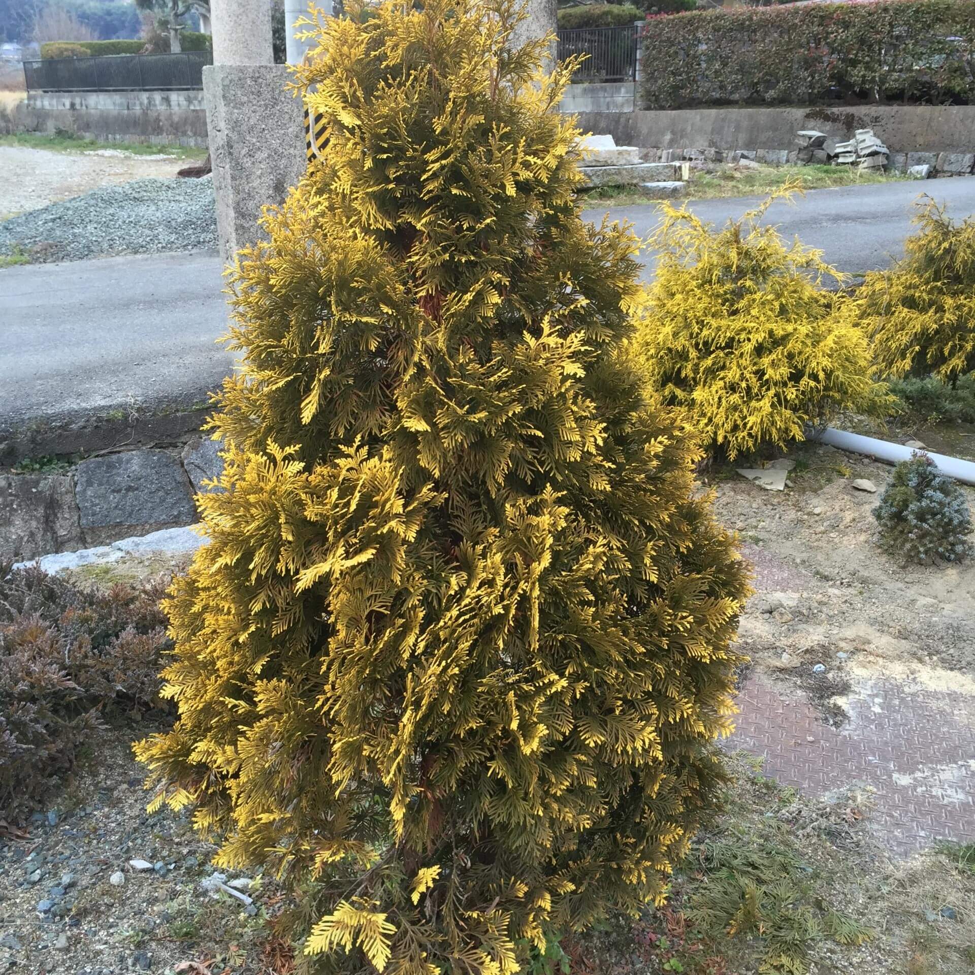 Gold-Lebensbaum 'Europe Gold' (Thuja occidentalis 'Europe Gold')