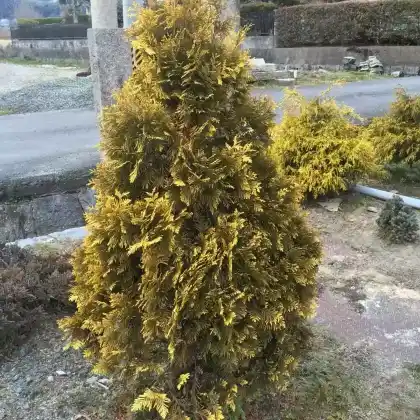 Foto von Gold-Lebensbaum 'Europe Gold' (Thuja occidentalis 'Europe Gold')