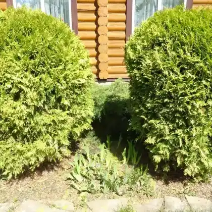 Foto von Lebensbaum 'Golden Globe' (Thuja occidentalis 'Golden Globe')