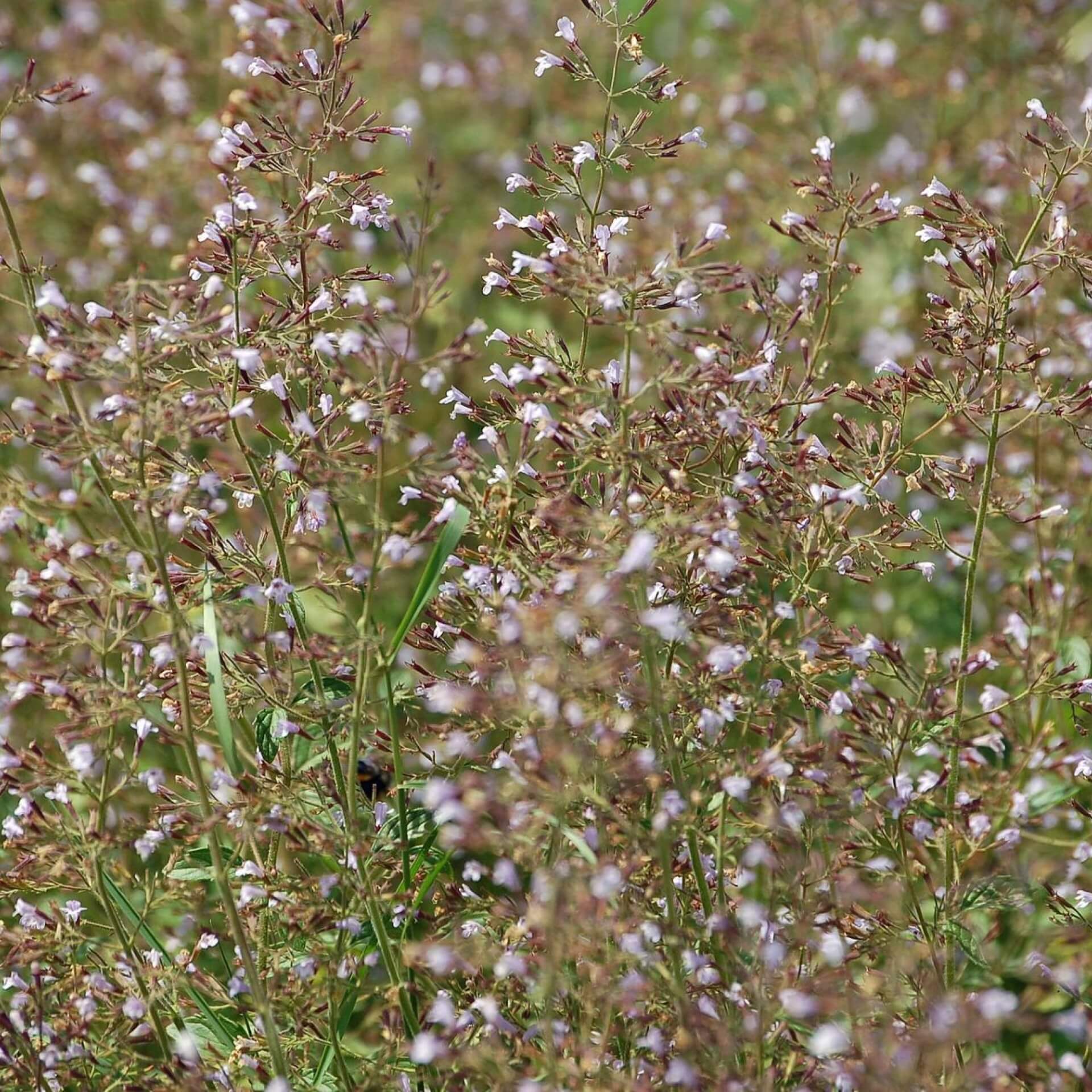 Kleinblütige Bergminze 'Blue Cloud' (Calamintha nepeta 'Blue Cloud')