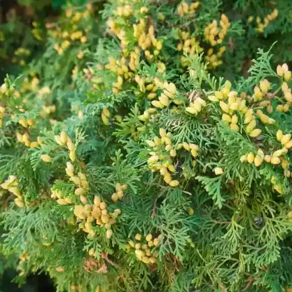 Foto von Abendländischer Lebensbaum 'Holmstrup' (Thuja occidentalis 'Holmstrup')