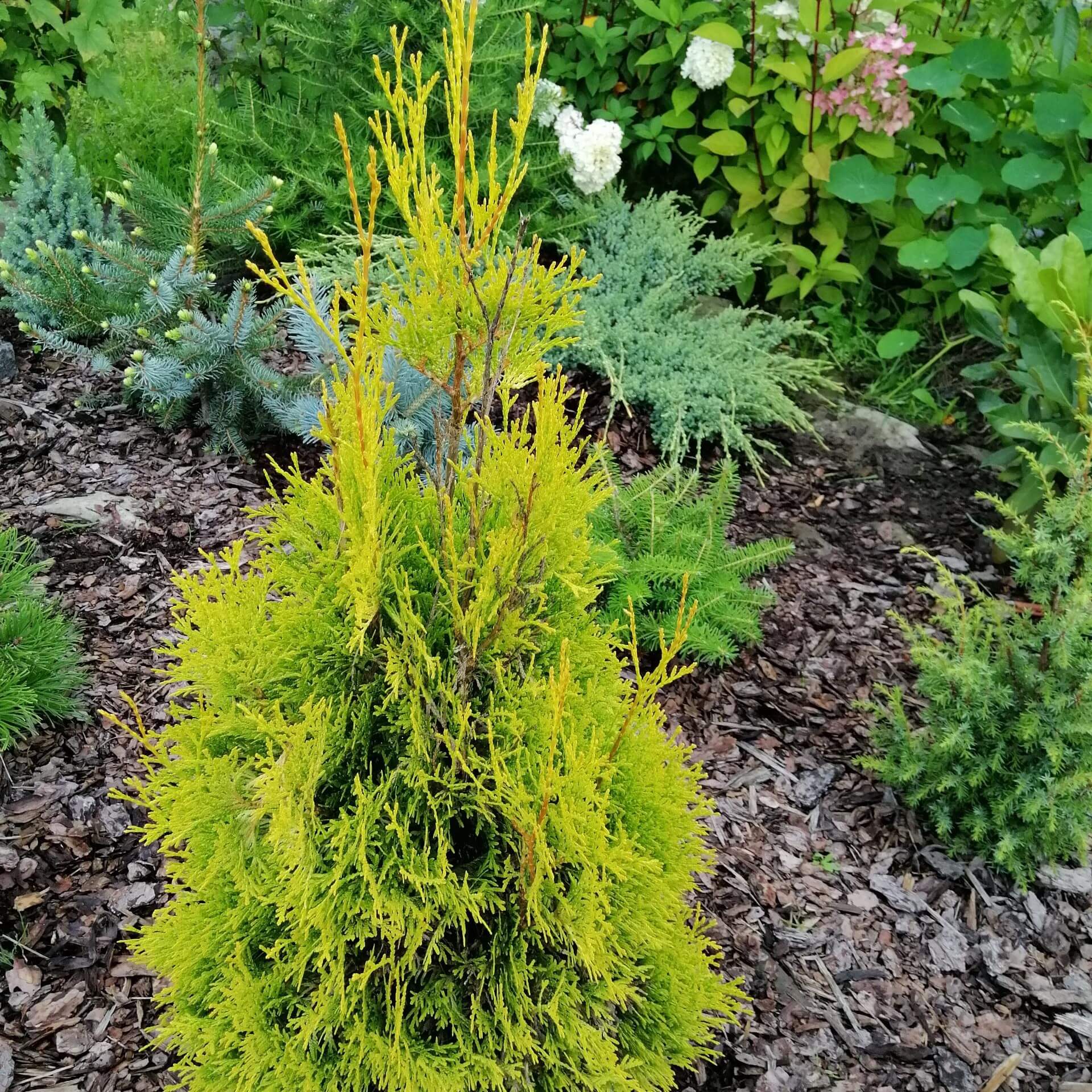 Säulen-Lebensbaum 'Malonyana' (Thuja occidentalis 'Malonyana')