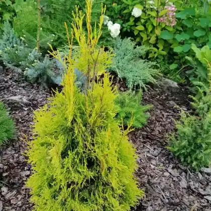 Foto von Säulen-Lebensbaum 'Malonyana' (Thuja occidentalis 'Malonyana')