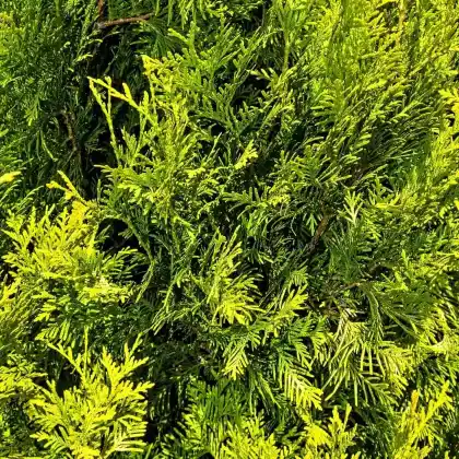 Foto von Lebensbaum 'Sunkist' (Thuja occidentalis 'Sunkist')