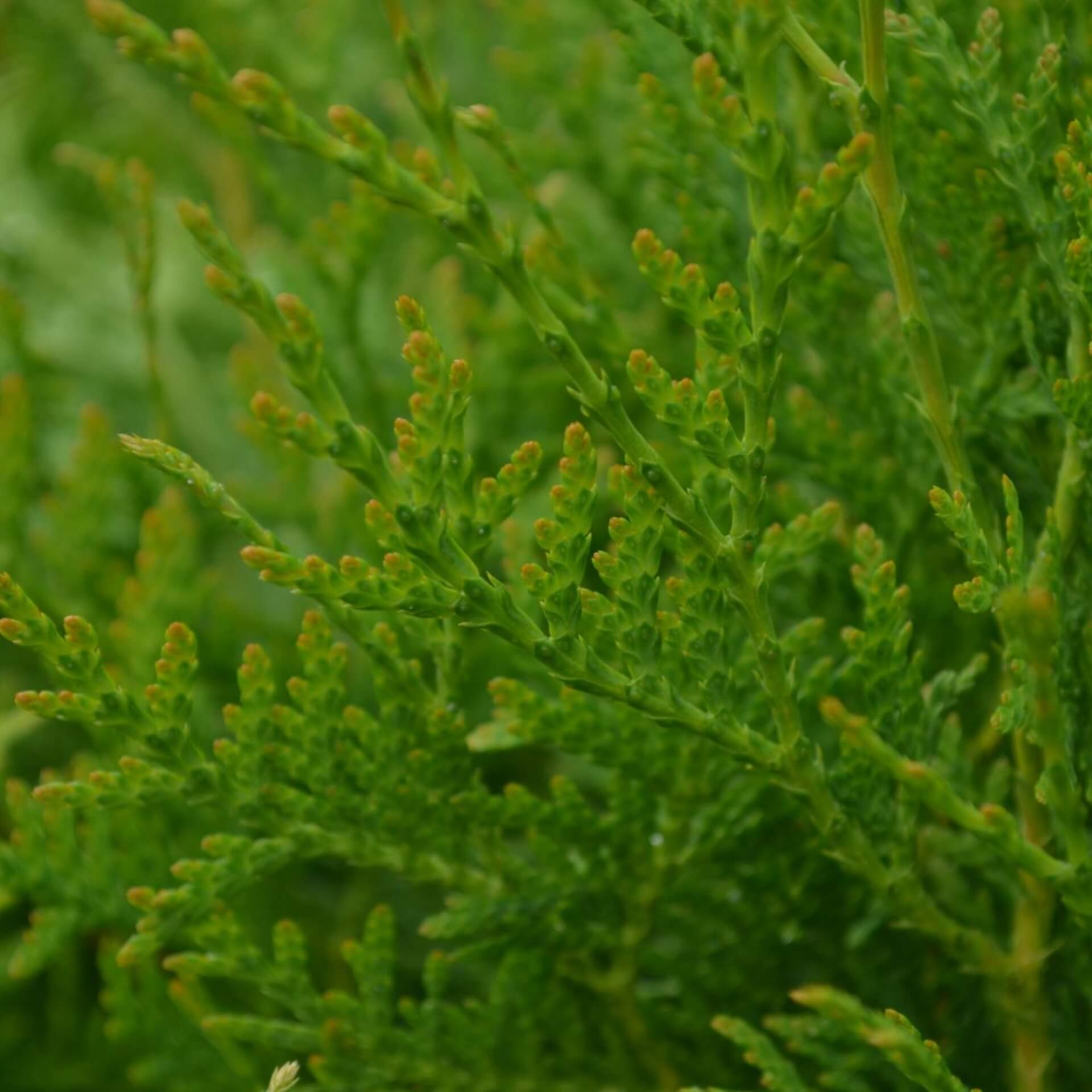 Riesen-Lebensbaum 'Atrovirens' (Thuja plicata 'Atrovirens')