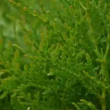 Foto von Riesen-Lebensbaum 'Atrovirens' (Thuja plicata 'Atrovirens')