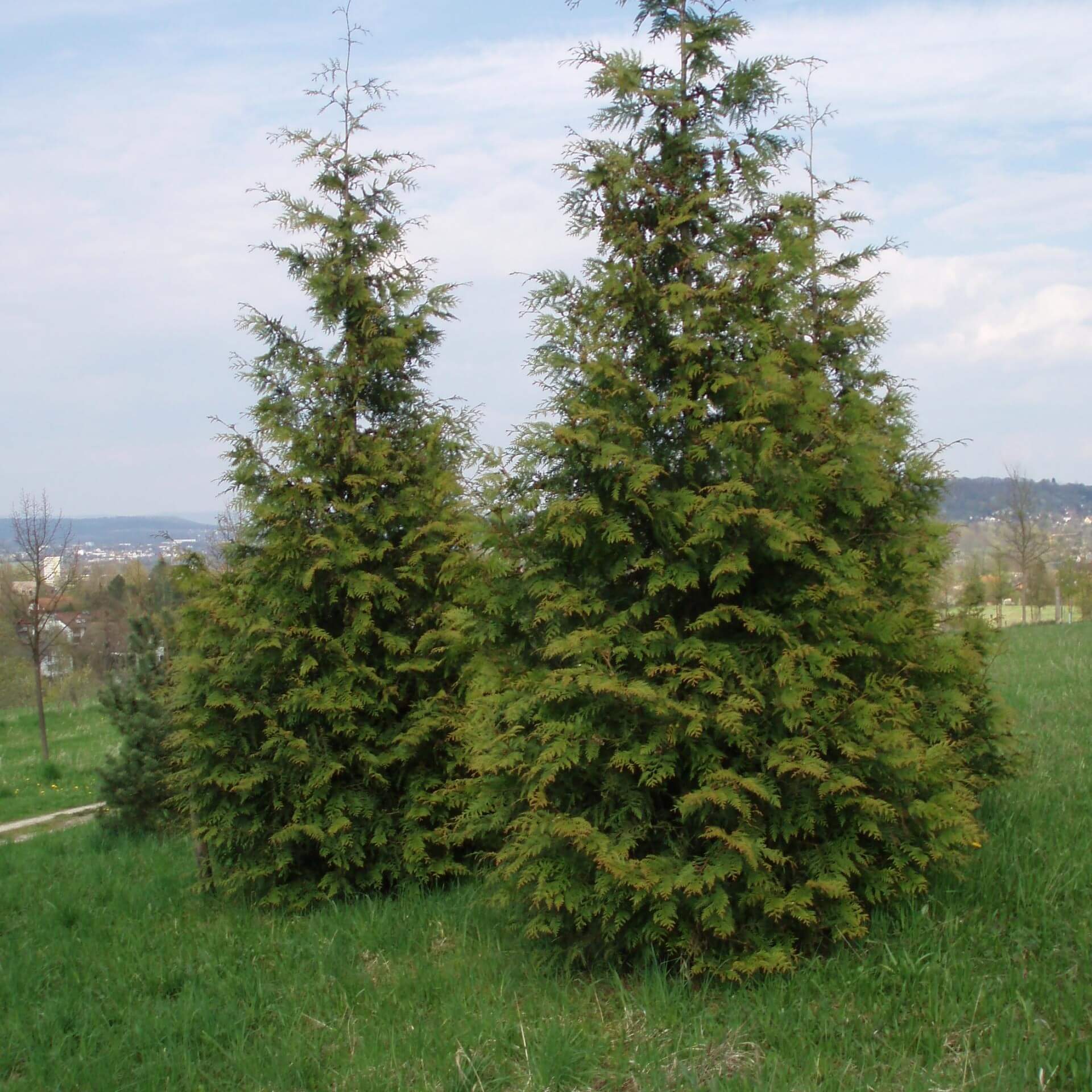 Riesen-Lebensbaum 'Excelsa' (Thuja plicata 'Excelsa')