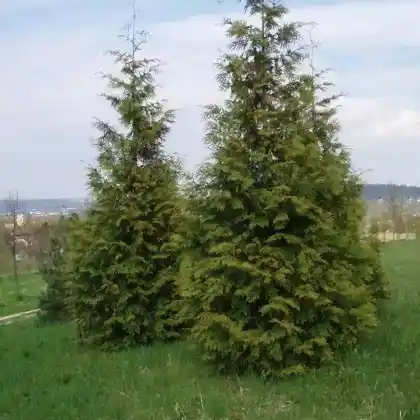 Foto von Riesen-Lebensbaum 'Excelsa' (Thuja plicata 'Excelsa')
