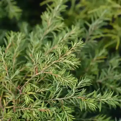 Foto von Zwerg-Hemlocktanne 'Jeddeloh' (Tsuga canadensis 'Jeddeloh')