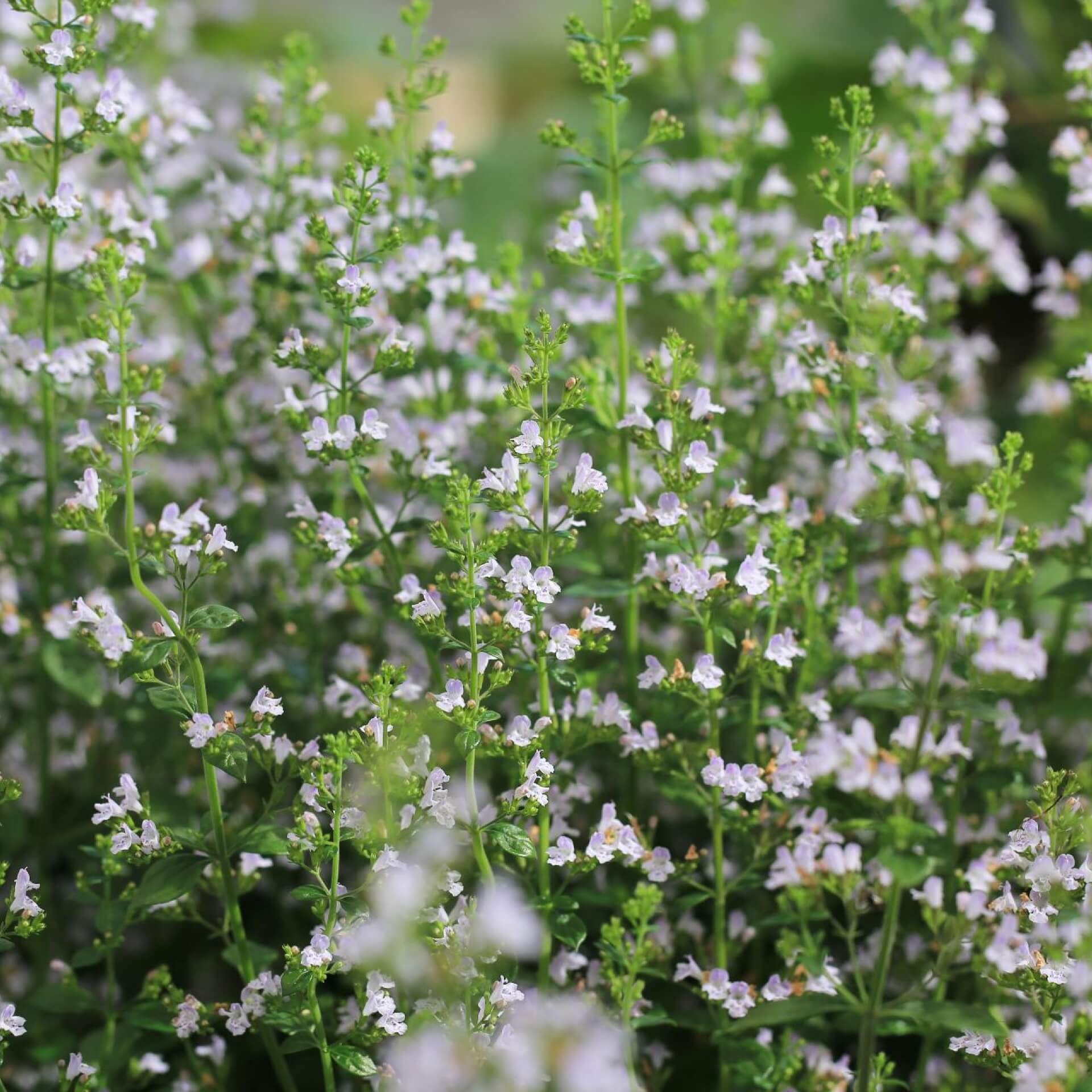 Kleinblütige Bergminze 'Triumphator' (Calamintha nepeta 'Triumphator')