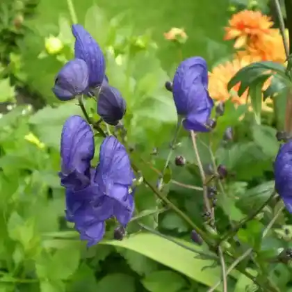 Foto von Lockerer Eisenhut (Aconitum henryi 'Spark')