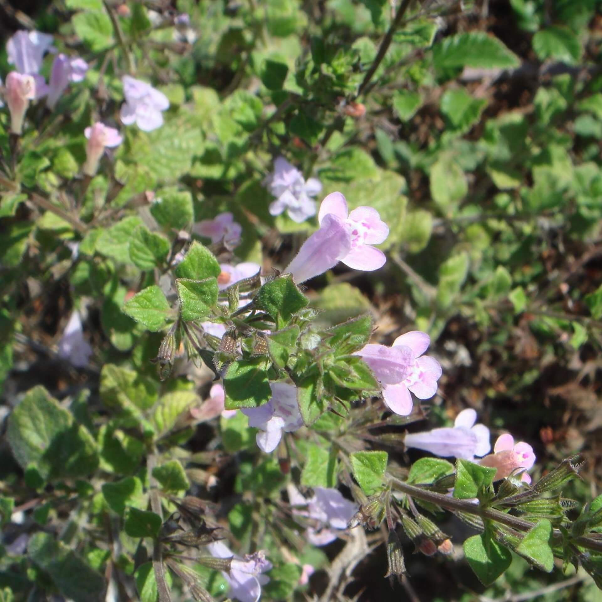 Echte Bergminze (Calamintha sylvatica)