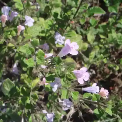 Foto von Echte Bergminze (Calamintha sylvatica)
