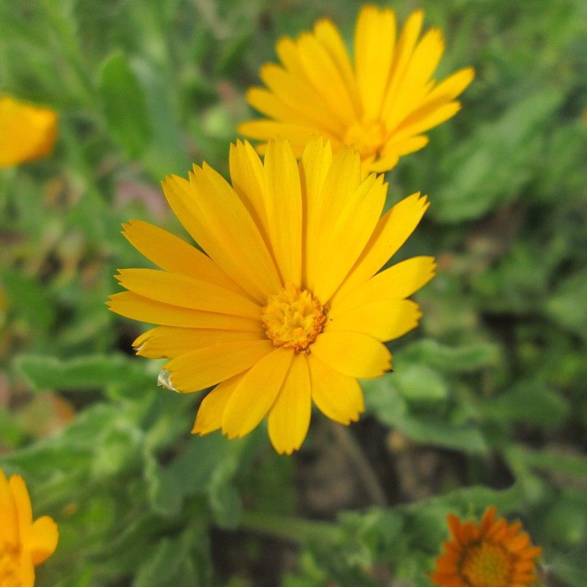 Acker-Ringelblume (Calendula arvensis)