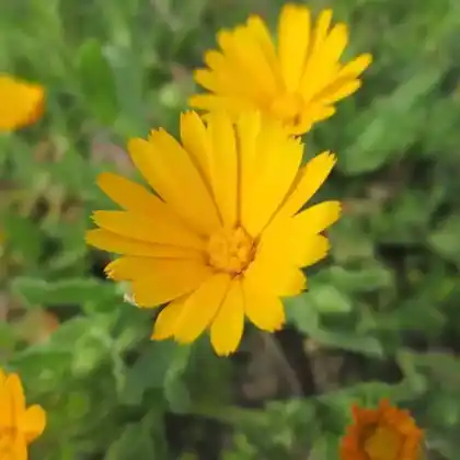 Foto von Acker-Ringelblume (Calendula arvensis)