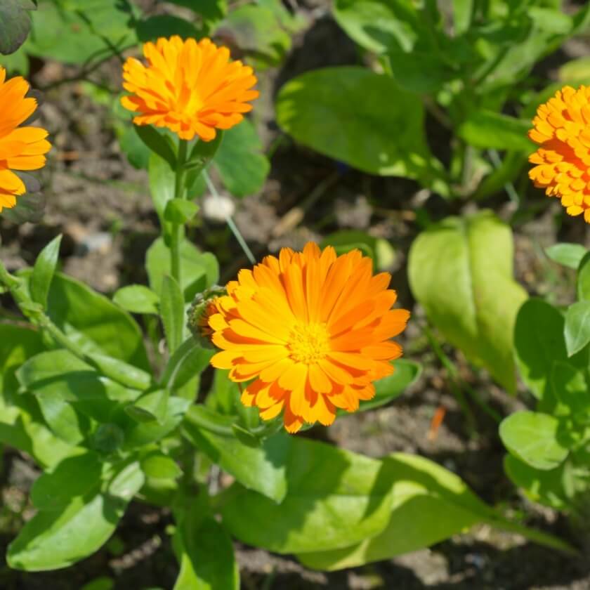 Ringelblume / Calendula officinalis